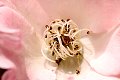 Macro closeup close-up roos rose rosa tulp tulip tulipe tulipa Amanita muscaria Vliegenzwam horloge zakhorloge pocket watch poes cat red yellow